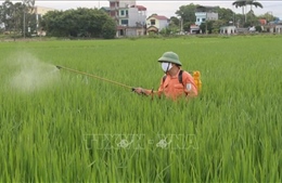 Kiểm soát thuốc bảo vệ thực vật để nâng chuẩn nông sản xuất khẩu