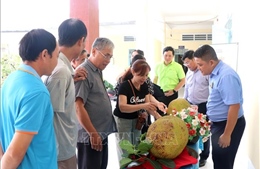 Thí điểm xây dựng chuỗi giá trị ngành hàng mít từ 'Mít ruột đỏ Cái Ngang'