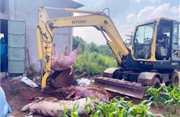 TP Hồ Chí Minh: ​Xử lý ổ dịch tả lợn châu Phi tại xã Xuân Sơn