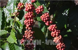 Đối thoại giải quyết khiếu nại tại 3 công ty cà phê lớn ở Đắk Lắk