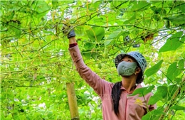 Nghị quyết 57-NQ/TW: Đòn bẩy thương mại điện tử đánh thức tiềm năng kinh tế vùng biên, miền núi