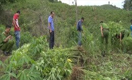 Đắk Nông: Tiêu hủy hơn 1.000 cây cần sa tại huyện Krông Nô