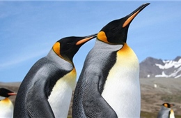Số lượng chim cánh cụt vua lớn nhất thế giới giảm tới 90%