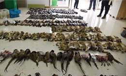 Cảnh sát Trung Quốc thu giữ hơn 50.000 động vật hoang dã