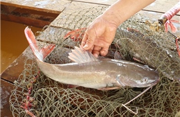 Giá cá lăng xuống quá thấp, người nuôi buộc phải &#39;găm hàng&#39;