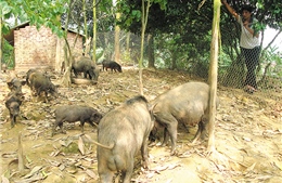 Mô hình nuôi lợn rừng