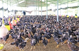 Kỹ thuật chăn nuôi và phòng trị bệnh cho gà
