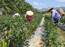 Kỹ thuật trồng và chăm sóc cây ớt