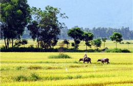 Hồn quê