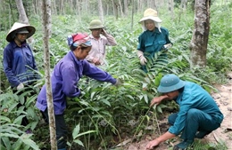 Khởi động dự án ‘Cùng phục hồi rừng đầu nguồn sông Gianh’