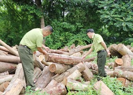 Nâng cao hiệu quả công tác quản lý, bảo vệ rừng ở Thái Nguyên 