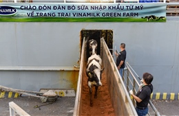 Hệ thống trang trại sinh thái Vinamilk Green Farm đón thêm 1.550 bò sữa nhập từ Mỹ
