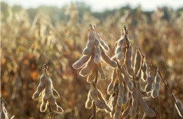 Indonesia cho phép phát triển và nhập khẩu giống đậu tương biến đổi gen 