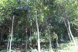 Thái Nguyên nâng cao hiệu quả công tác quản lý, bảo vệ, và phát triển rừng 