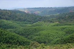 Đắk G’Long quyết liệt quản lý đất đai, bảo vệ rừng