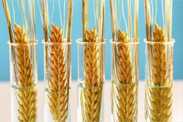Lúa mì BĐG chịu hạn được chấp thuận tại nhiều quốc gia trên thế giới