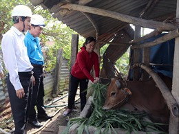 Điện lực Phú Yên trao tặng bò giống cho hộ nghèo
