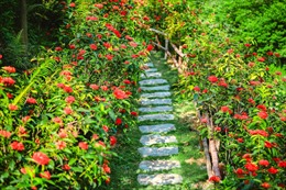 Khu vườn mơ mộng bốn mùa hoa như tiên cảnh ở ngoại thành Hà Nội 