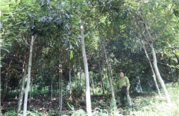 Giữ màu xanh bền vững cho rừng Thái Nguyên
