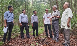 Phú Yên: Tìm hướng phát triển bền vững cho lâm nghiệp