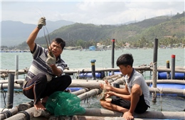 Phát huy lợi thế để phát triển ngành thủy sản bền vững