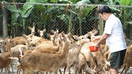 Đồng Nai: Độc đáo mô hình nuôi hươu, nai lấy nhung, kết hợp du lịch