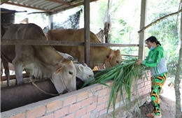 Tiền Giang: Giảm nghèo bền vững nhờ những giải pháp thiết thực