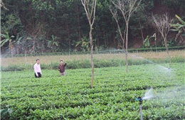 Nguồn vốn chính sách: Đòn bẩy phát triển kinh tế hộ dân vùng khó Tuyên Quang