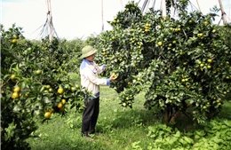 Hướng đi thoát nghèo bền vững của nông dân thời kỳ mới