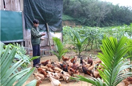 Mô hình kinh tế trang trại gò đồi: Đòn bẩy giảm nghèo bền vững tại xã Thiện Tín