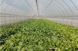 Đà Bắc thực hiện tốt bảo vệ môi trường trong nông nghiệp 