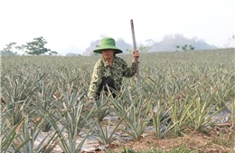 Phát triển, nhân rộng các mô hình kinh tế hiệu quả