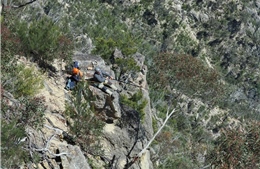 Mạo hiểm đu dây cứu loài bạch đàn quý hiếm ở Australia