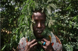 Cây chống sa mạc hóa biến thành hiểm họa sinh thái ở Kenya