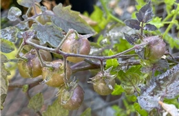 Cà chua hoang dã ở Galápagos thách thức học thuyết tiến hóa của Darwin