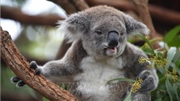 Quần thể gấu túi ở Australia suy giảm đáng báo động