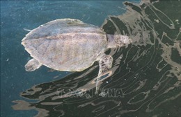 Ngư dân Nghệ An bắt được rùa biển quý hiếm nặng 8 kg