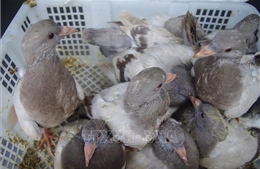 Nhập lậu 2.000 con chim bồ câu từ Trung Quốc về Việt Nam