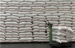 Hỗ trợ hơn 400 tấn gạo cho tỉnh Bình Định