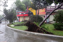 Bà Rịa - Vũng Tàu: Nhiều cây xanh gãy đổ, nhà tốc mái trong bão số 9