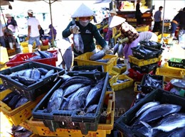 Sản lượng khai thác thủy sản tại Bình Định vượt kế hoạch 26%