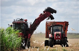 Cuba khôi phục hoạt động sản xuất đường