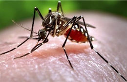 Các nhà khoa học Thụy Điển tìm ra bí quyết mới tiêu diệt muỗi gây sốt rét