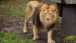 Sư tử sổng chuồng tấn công làm chết nữ nhân viên thực tập vườn thú  