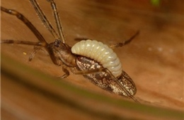 Kỳ lạ loài tò vò &#39;bắt hồn nhện&#39; trong rừng rậm Amazon