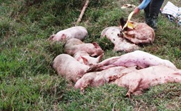 Trên 200 con lợn lở mồm long móng tại trang trại quy mô hàng đầu Thừa Thiên - Huế