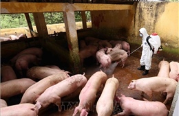 FAO khuyến nghị Việt Nam ban bố tình trạng khẩn cấp về dịch tả lợn là thông tin không chính xác