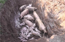 Hà Nội: Giám sát môi trường tại ô chôn lấp lợn bị dịch tả châu Phi 