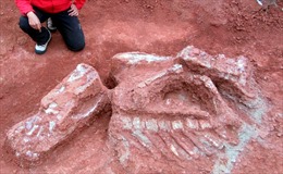 Phát hiện nhiều hóa thạch xương khủng long tại Chile
