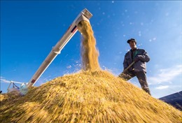 WTO ra phán quyết Trung Quốc trợ giá một số sản phẩm nông nghiệp